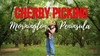 Cherry Picking | Mornington Peninsula, Melbourne (We lost our cherries!)