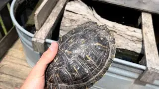 Moving my Gravid Red Eared Slider to the DIY Turtle Pond to Lay Eggs | Also Updates | DIY Reptiles