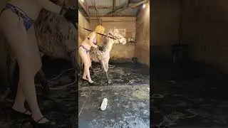 Dainty Rascal Dancing Bathing A Blind Horse