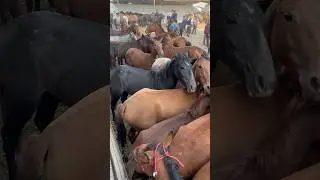 Дар Аспбозори Ленские карор дорем