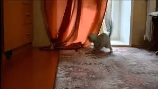 HARLEM SHAKE CAT