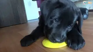 Cutest labrador puppy playing with toys. Oh that puppies eyes just look - Fluffies