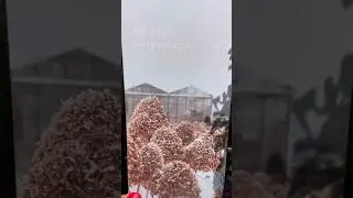 #sugarrush