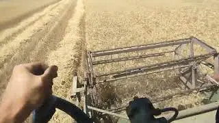 claas europa  recoltare grâu 2024