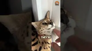Can You Really Keep an African Serval as a Pet? 🐱🌍