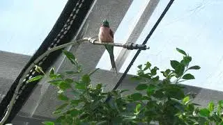 キタベニハチクイ (神戸どうぶつ王国) 2021年10月24日