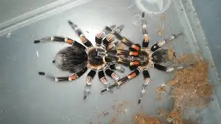 Ссаживание самца и самки паука птицееда вида Brachypelma auratum