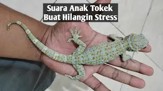 Suara Anak Tokek Ekor Cabang Buat Hilangin Stress dan Nyenyak Tidur - Mitos Suara Tokek #1
