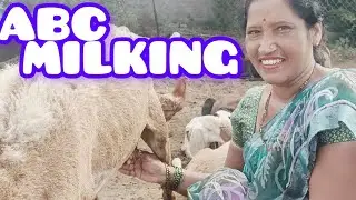 #ABc  #milking