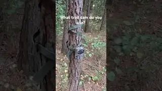 Deer ate ALL my corn #camping #hunting #land #deer #deerhunting #trailcam #rvlife