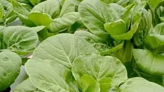 Green Coral Lettuce by Green Nature Hydroponic.