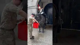Horse Given Water to Cool💦