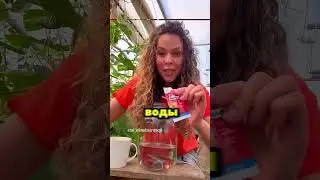Лучшая подкормка для огурцов и помидор 