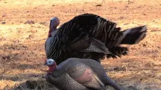 Bowhunting Spring Turkeys (impact shots)