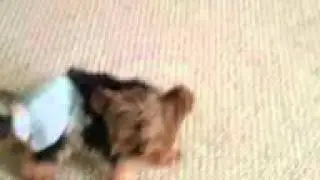 Tinkerbell's diaper dance...