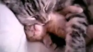Sleeping mom cat comforts her kitty