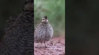 This hen had enough of the rain. #birds #bobwhite #shorts