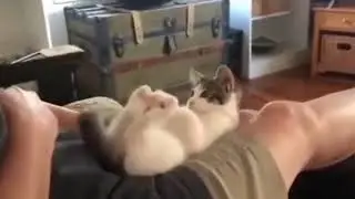 boing" 😺