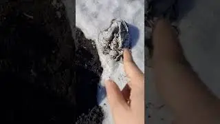 Как перезимовали 4 месячные гортензии в погребе и на улице/КРУПНОЛИСТНЫЕ