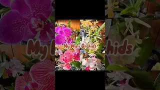 My Mini Orchids #shorts