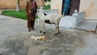 C section in a Pateri goat.