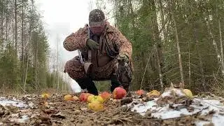 Яблоками рябчика не испортишь