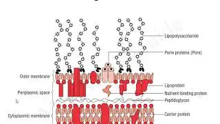 Microbiology MCQ Morphology of bacteria