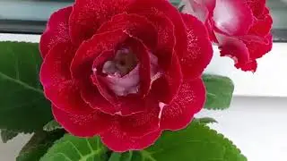 Первое цветение сеянца глоксинии АК 20. Глоксиния из семян