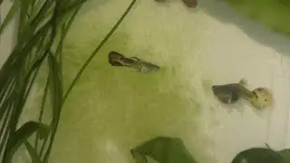 Algae Fish Food