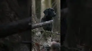 Tohatsu Presents: Duck Hunting in Arkansas with Darryl Moore and 24.7Hunt TEASER