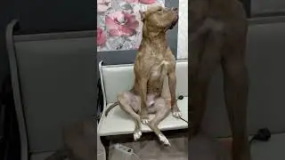 Царь!