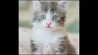 Cat Moreno (beat)