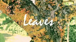 Leaves | Shot on iPhone 7 | 4k