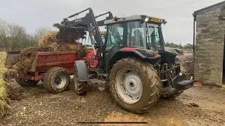 Mucking out the cattle part-2