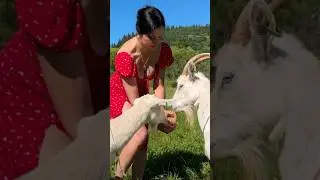 The queen takes care of her goats!!! 