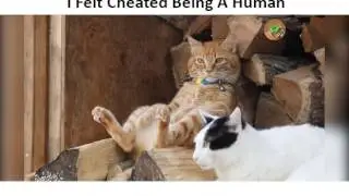 I wish I were A Cat