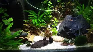 Garnelen ASMR / Garnelen Neocaridina, Military Helmet Rennschnecke und Boraras naevus  Timelapse