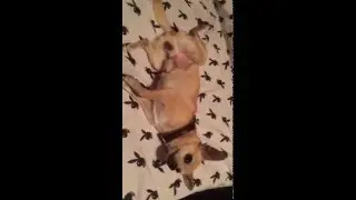 Peanut chillin on fresh sheets
