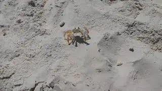 Siri da areia da praia