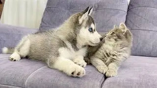 Husky Puppy Reacts To Meeting Kitten For The First Time! [CUTEST VIDEO EVER]