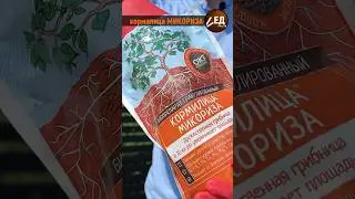 Микориза кормилица