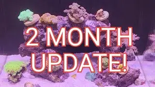 2 month update! Nano reef build. 10 gallon Fzone aio.