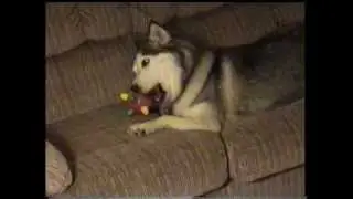 Siberian Husky playing with Bumble Ball