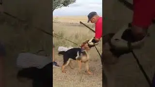 Щенок немецкой овчарки на защите. Дрессировка собак 