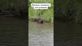 Русский медведь проверяет сетку на севере