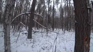 Прогулка с лайкой по лесу.
