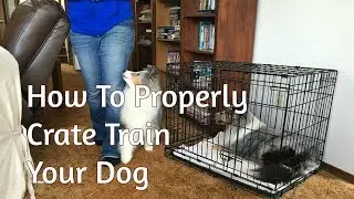 How to properly crate train your dog