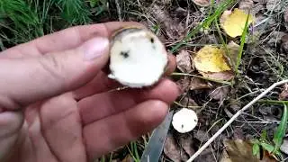 Проверяем теорию трёх дней, ищем грибы на старом месте 12 августа 2019 г.