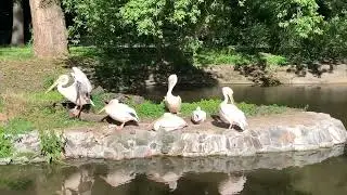 Pelikan różowy