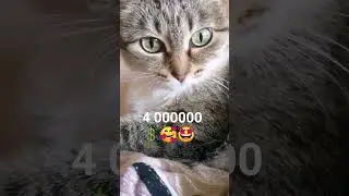 Оставь себе, мне не жалко! #котики #юмор #озвучка #приколы